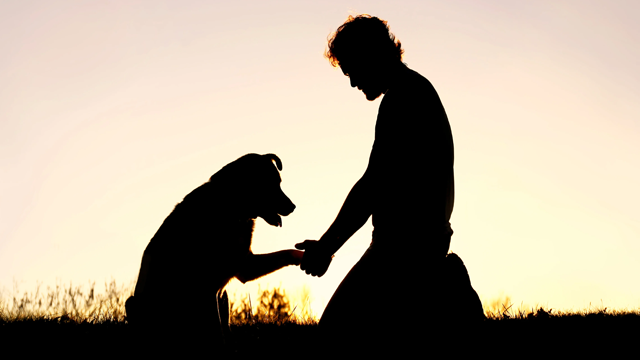 pets